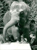 Scouts with Asiatic Elephant - Vintage Photograph