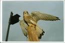 Bird: Kestrels - Vintage Photograph