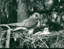 Bird: Kestrels - Vintage Photograph