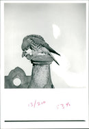 Bird: Kestrels - Vintage Photograph