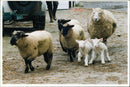 lambs - Vintage Photograph