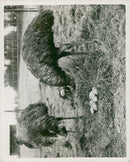 Emu - Vintage Photograph