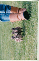 Emu - Vintage Photograph