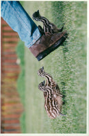 Emu - Vintage Photograph