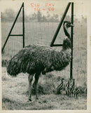 Emu - Vintage Photograph