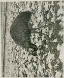Emu - Vintage Photograph