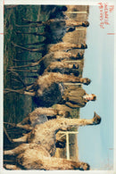 Emu - Vintage Photograph