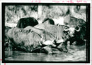 Buffalo in South Africa Kruger National Park - Vintage Photograph