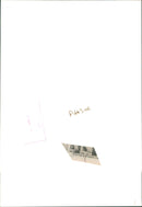 Wild dog. - Vintage Photograph