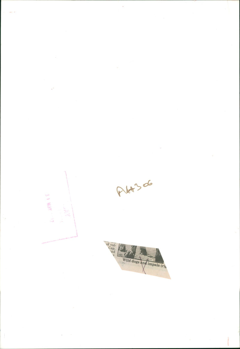 Wild dog. - Vintage Photograph