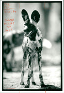 Wild dog. - Vintage Photograph