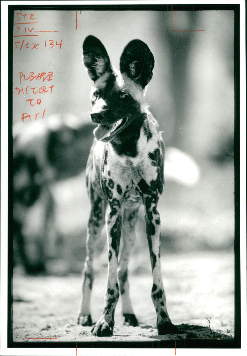 Wild dog. - Vintage Photograph