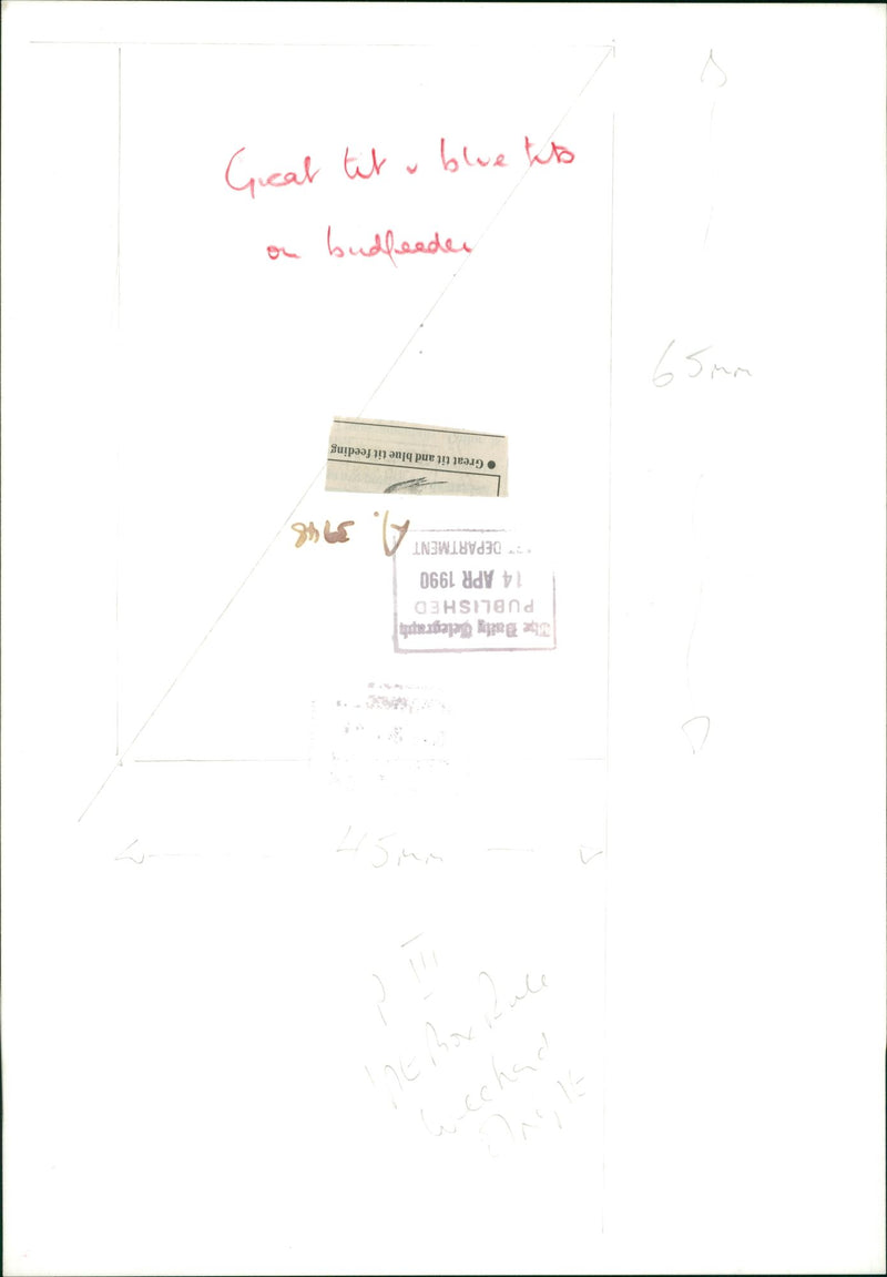 Bird: Tit - Vintage Photograph