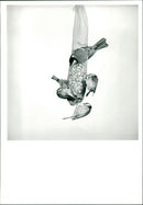 Bird: Tit - Vintage Photograph