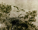 Osprey Bird - Vintage Photograph