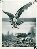 Osprey Bird - Vintage Photograph