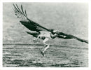 Osprey Bird - Vintage Photograph