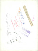 Cygnini Bird - Vintage Photograph