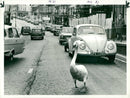 Cygnini Bird - Vintage Photograph
