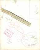 Cygnini Bird - Vintage Photograph