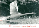 Cygnini Bird - Vintage Photograph