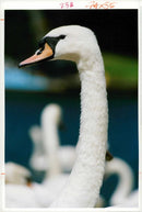 Cygnini Bird - Vintage Photograph