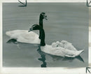 Cygnini Bird - Vintage Photograph
