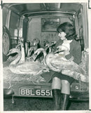 Cygnini Bird - Vintage Photograph