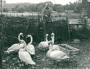 three pairs of swan. - Vintage Photograph
