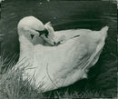 Cygnini Bird - Vintage Photograph