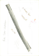 Cygnini Bird - Vintage Photograph