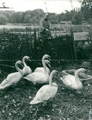Cygnini Bird - Vintage Photograph