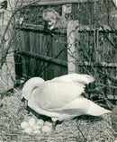 Cygnini Bird - Vintage Photograph