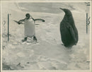 Penguin - Vintage Photograph