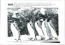 Penguin - Vintage Photograph