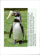 Penguin - Vintage Photograph