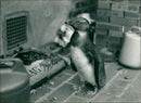 Penguin - Vintage Photograph