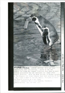 Penguin - Vintage Photograph