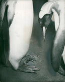Penguin - Vintage Photograph