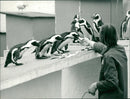 Penguin - Vintage Photograph