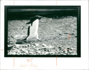 Penguin - Vintage Photograph
