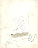 Penguin - Vintage Photograph