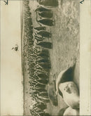 Penguin - Vintage Photograph