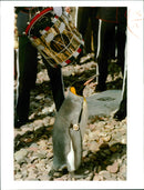 Penguin - Vintage Photograph