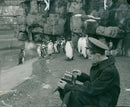 Penguin (Don Packham) - Vintage Photograph