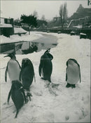 Penguin - Vintage Photograph