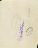 Penguin - Vintage Photograph