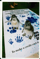 Penguin - Vintage Photograph