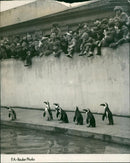 Penguin - Vintage Photograph