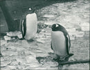 Penguin - Vintage Photograph